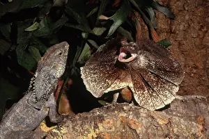 Frill: Frilled Lizards