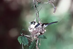 Monarch: FRILLED MONARCH - On nest