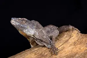 Chlamydosaurus: The Frilled-necked lizard (Chlamydosaurus kingii)