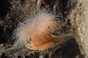 Frilled: Frilled Sea Anemone (Metridium senile) with ten