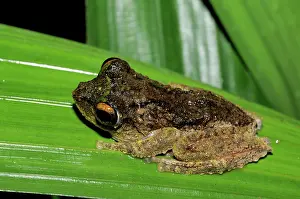 Kelantan: Frilled tree frog
