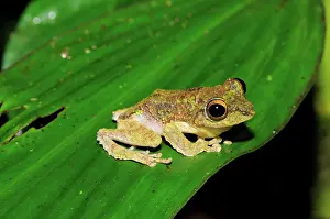 Kelantan: Frilled tree frog