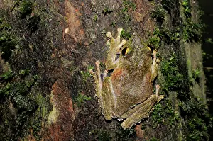 Kelantan: Frilled tree frog