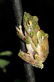 Kelantan: Frilled tree frogs mating