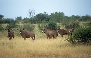 Douglas Napier: Fringe-eared Oryx