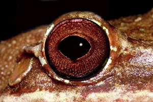 Limb: Fringe Limb Tree Frog