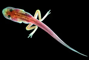 Modes: Fringe-limbed Glass Frog Tadpole