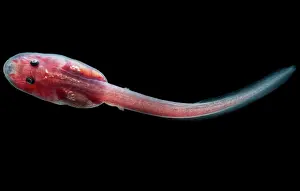 Modes: Fringe-limbed Glass Frog Tadpole