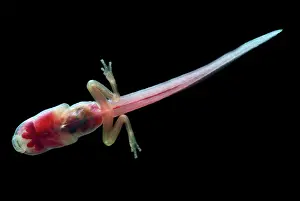 Modes: Fringe-limbed Glass Frog Tadpole