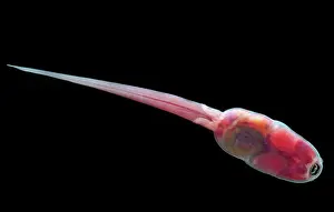 Modes: Fringe-limbed Glass Frog Tadpole