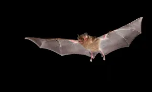 Lipped: Fringe-lipped bat (Trachops cirrhosus), Pantanal
