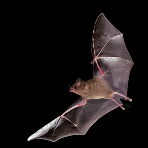 Lipped: Fringe-lipped bat (Trachops cirrhosus), Pantanal