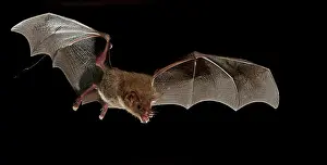 Lipped: Fringe-lipped bat (Trachops cirrhosus), Pantanal