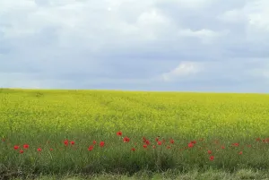 Anthony Harrison: Fringe of Poppies at edge of oilseed rape field