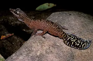 Oedura: Fringe-toed velvet gecko
