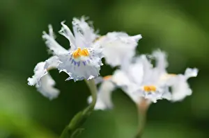 Fringed: Fringed iris