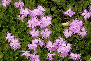 Dianthus: Fringed pink
