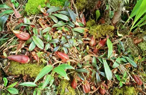 Pitcher: Fringed Pitcher Plant