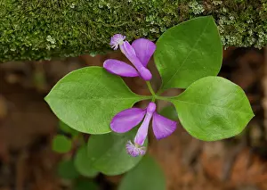 Uniflora: Fringed Polygala / Fringed Milkwort - in flower