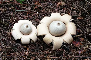 Sessile: Fringed / Sessile Earthstar Fungus - fruiting bodies