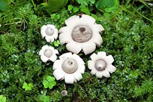 Sessile: Fringed / Sessile Earthstar Fungus - fruiting bodies