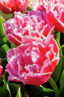 Fancy: Fringed Tulip Fancy Frills