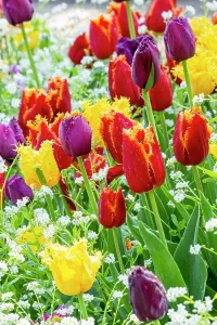 Whites: Fringed tulip Labrador, Fringed tulip Hamilton