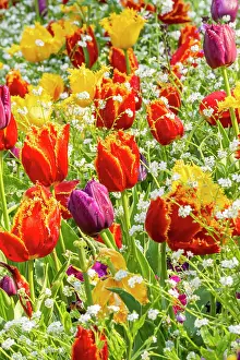 Whites: Fringed tulip Louvre, Fringed tulip Hamilton