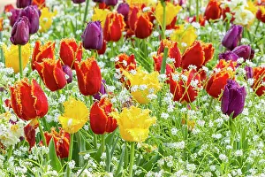 Whites: Fringed tulip Louvre, Fringed tulip Hamilton