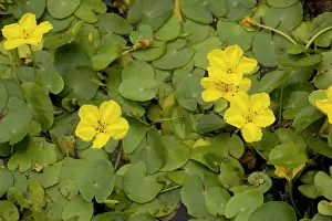 Fringed: Fringed water lily