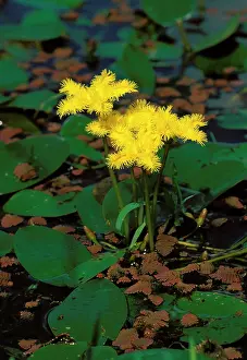 Fringed: Fringed waterlilies (Nymphoides geminata) and Azolla