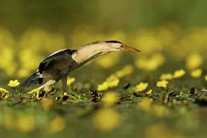 Waterlily: Fringed Waterlily