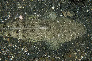 Buried: Fringelip Flathead camouflaged on black sand on