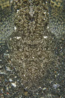 Buried: Fringelip Flathead camouflaged on black sand on