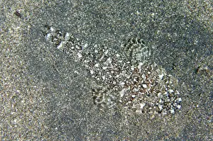 Jemeluk: Fringelip Flathead - camouflaged in sand - Jemeluk