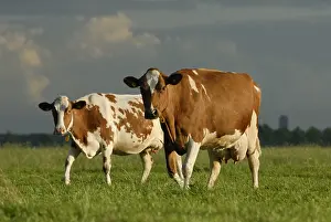 Rouge: Frisian cows Pie Red sky before a storm Holland