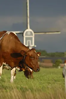 Rouge: Frisian cows Pie Red sky before a storm and windmill