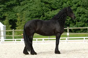 Barriers: Frisian horse - France
