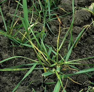 Larval: Frit fly (Oscinella frit) damage to ryegrass