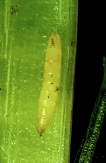 Lolium: Frit fly (Oscinella frit) larva