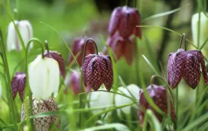 Nodding: Fritillary