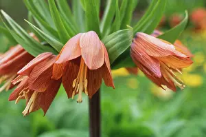 Imperialis: Fritillary