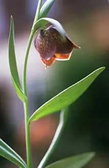 Atlantica: Fritillary