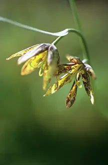 Affinis: Fritillary