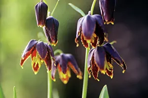 Affinis: Fritillary