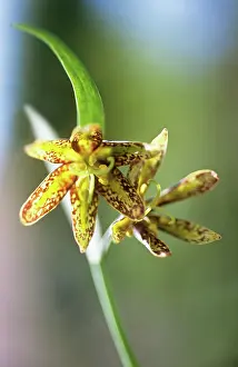 Fritillaria: Fritillary