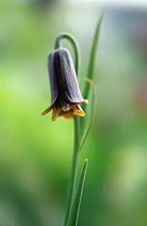 Fritillaria: Fritillary
