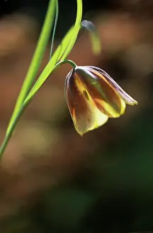 Fritillaria: Fritillary