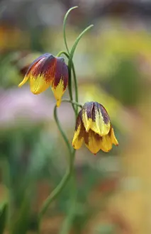 Fritillaria: Fritillary