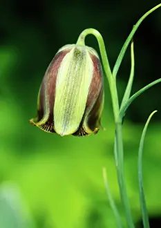 Fritillaria: Fritillary
